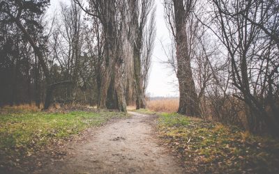 Building a Network When You Feel Lost in the Woods