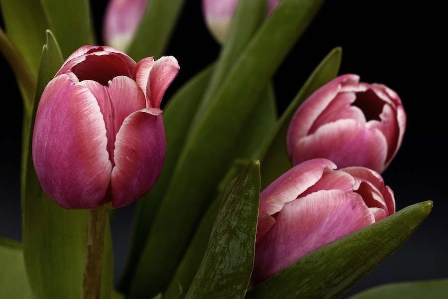 Ways to Celebrate Mother’s Day When Your Mom Has Dementia