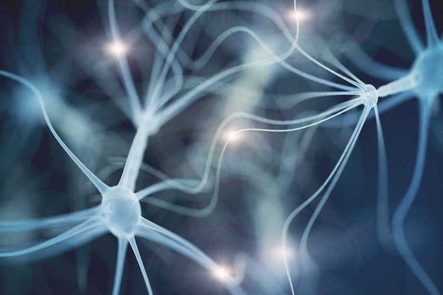 WAM Awards $500,000 in Gender-Based Research Grants